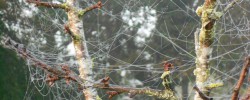 Des filaments ayant fini leur course dans un arbre